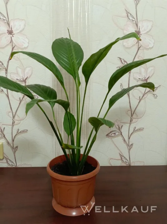 Spathiphyllum