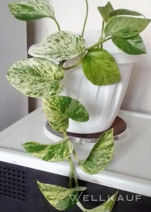 Epipremnum Marble Queen