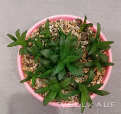 Haworthia