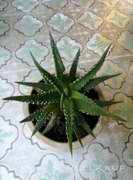 Haworthia
