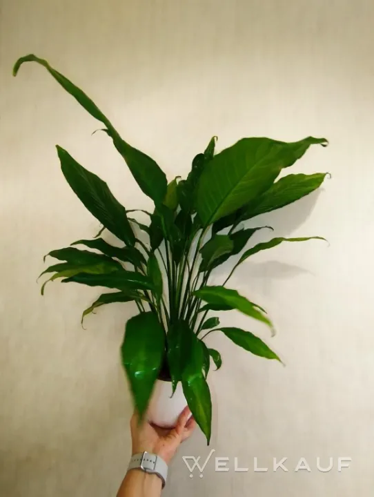 Spathiphyllum