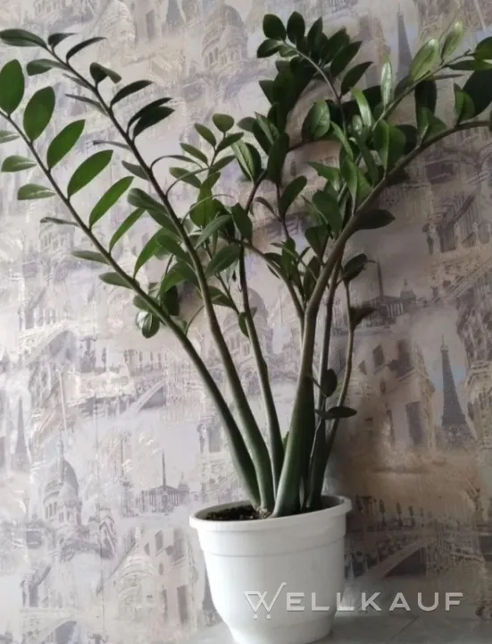 Zamioculcas