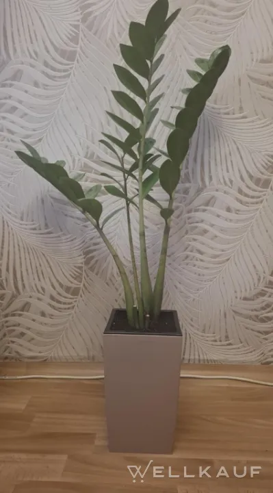 Zamioculcas