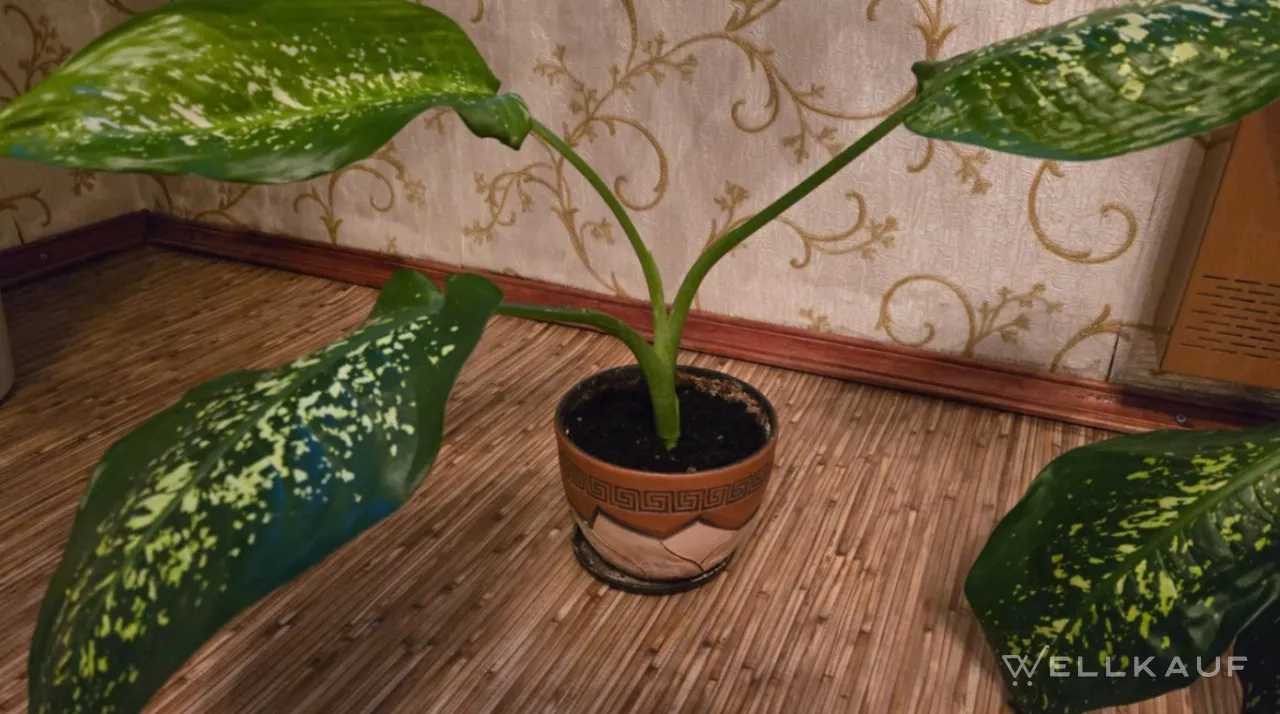 Dieffenbachia