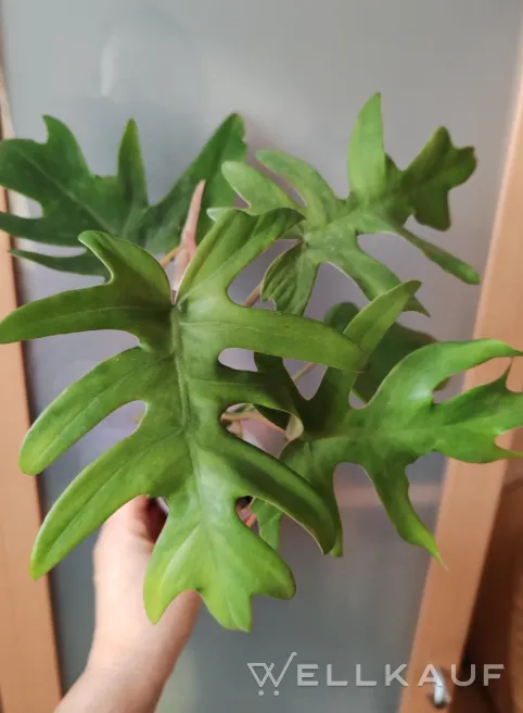 Philodendron radiatum