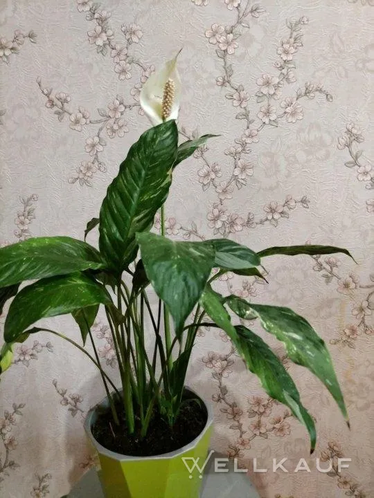 Spathiphyllum Gemini