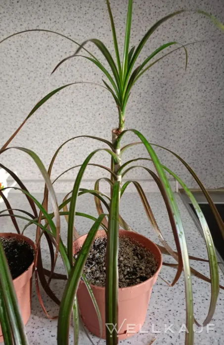 Dracaena
