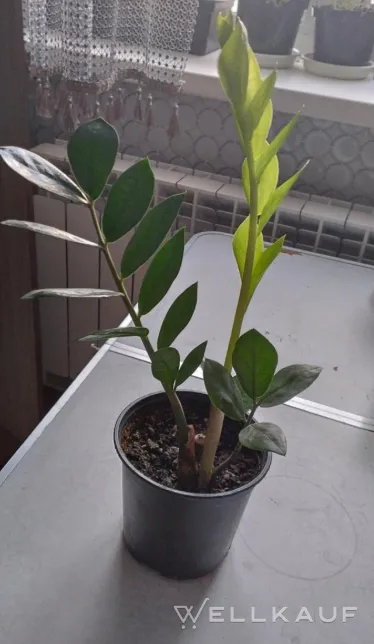 Zamioculcas