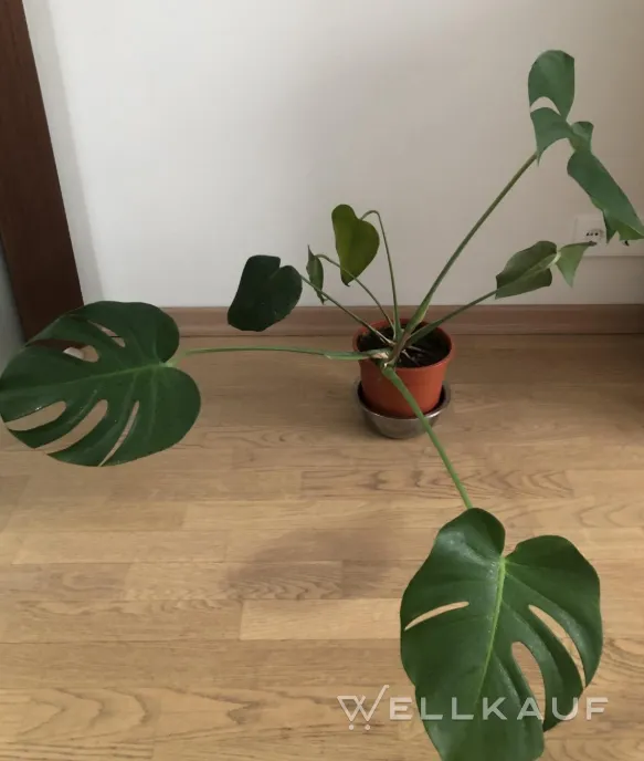 Monstera