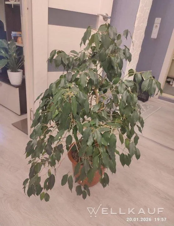 Verkaufe eine Zimmerpflanze