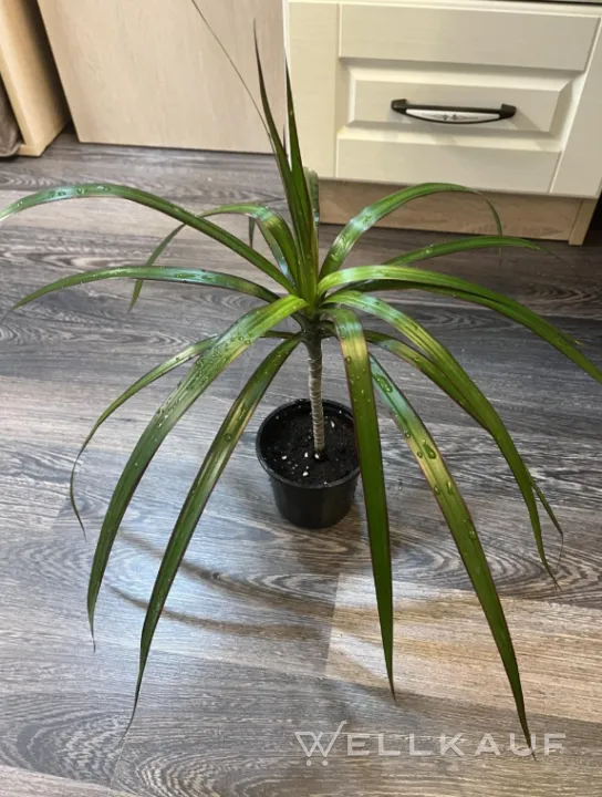 Dracaena