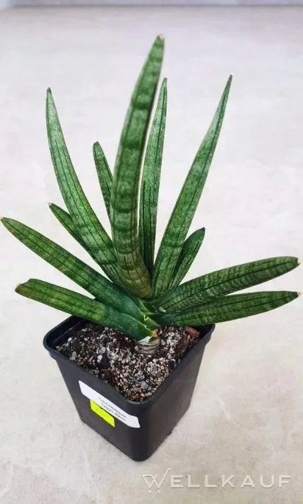 Sansevieria