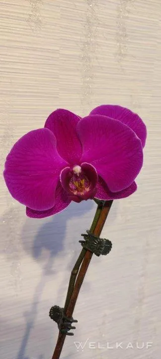 Orchideen-Kindel mit Blüten