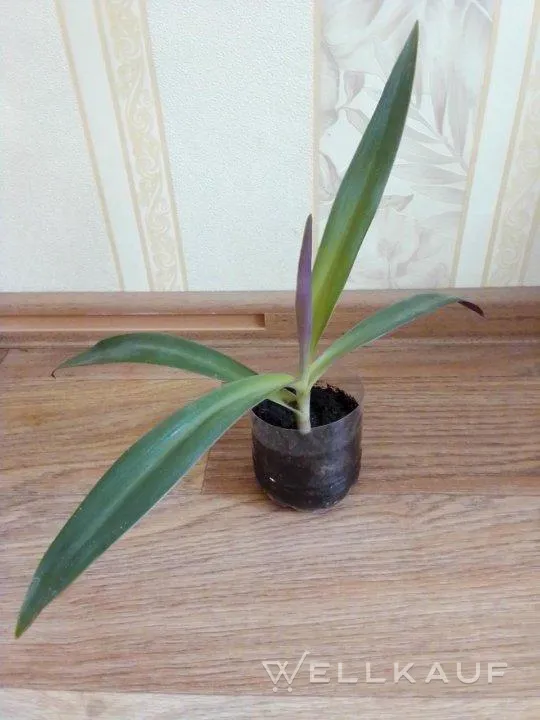 Tradescantia spathacea