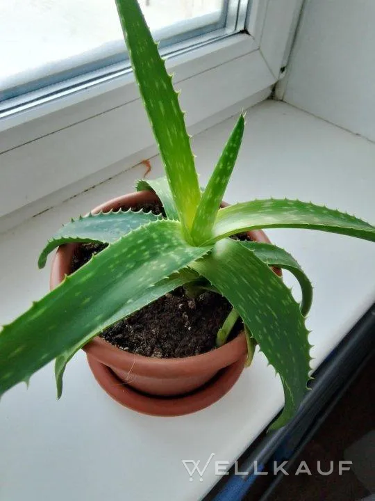 Aloe
