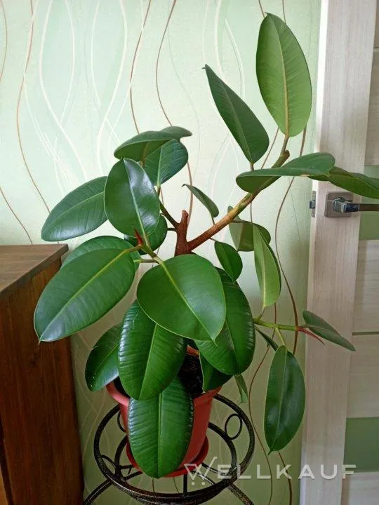 Zimmerpflanze Ficus