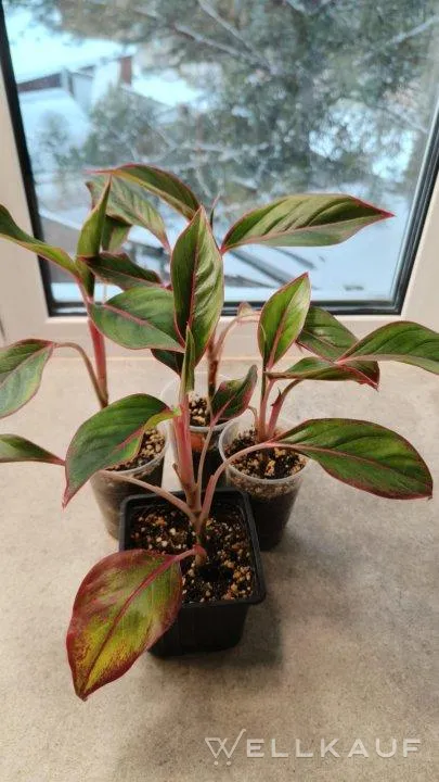 Aglaonema, Stromanthe, Pachira