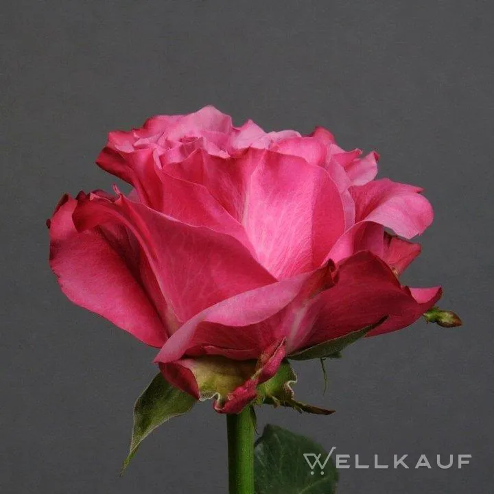 Verkaufe eine Rose.