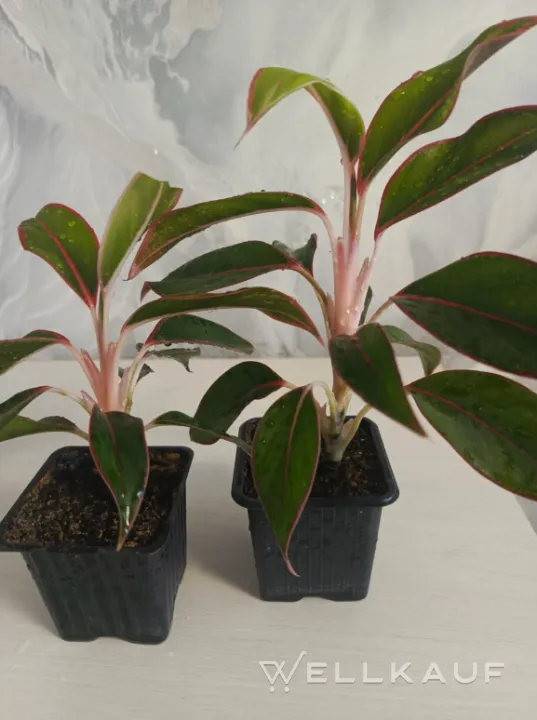 Aglaonema