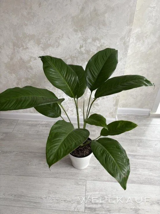 Spathiphyllum