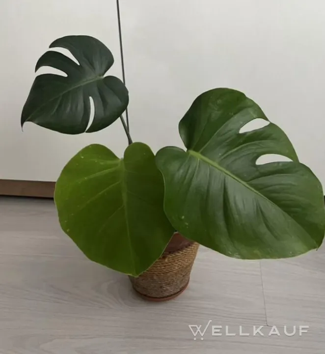 Monstera
