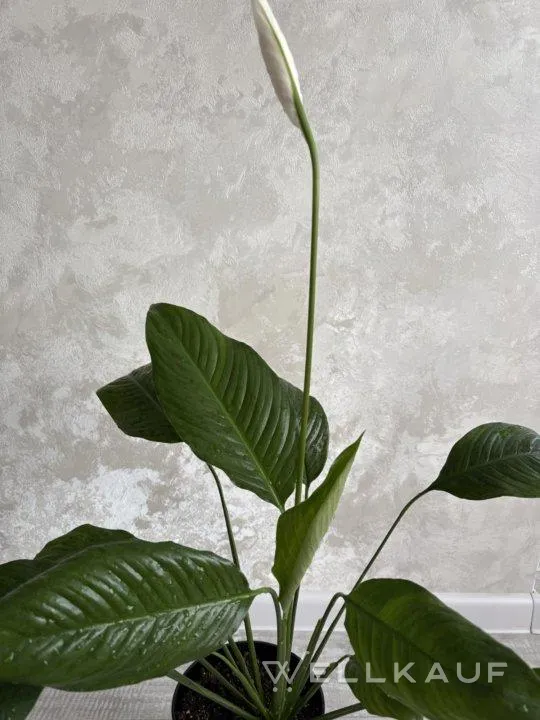 Spathiphyllum