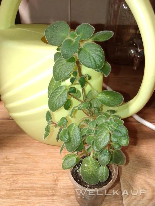 Blaue Streptocarpella