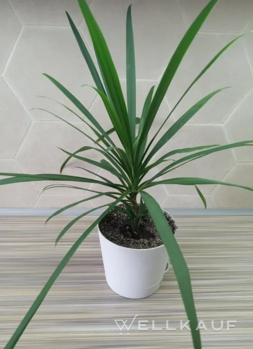 Dracaena