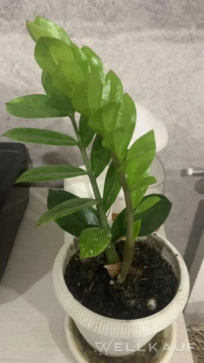 Zamioculcas