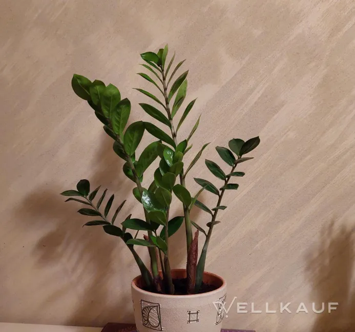 Zamioculcas