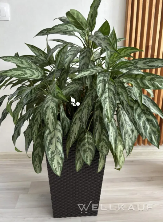 Aglaonema