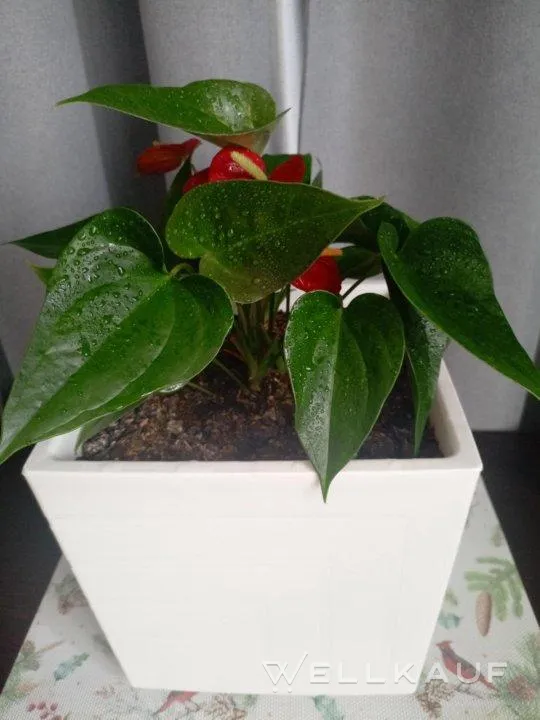 Blume – „Glück für Männer ❤️“