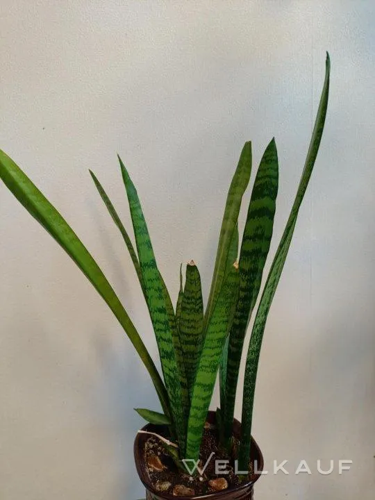 Sansevieria