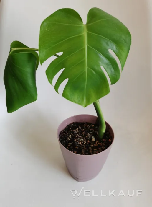 Monstera