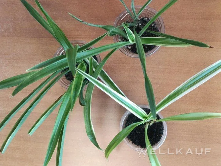 Chlorophytum gestreift