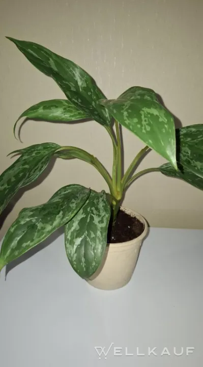 Aglaonema