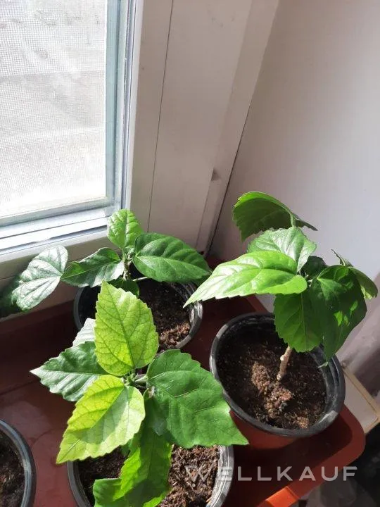 Hibiskus zu verkaufen