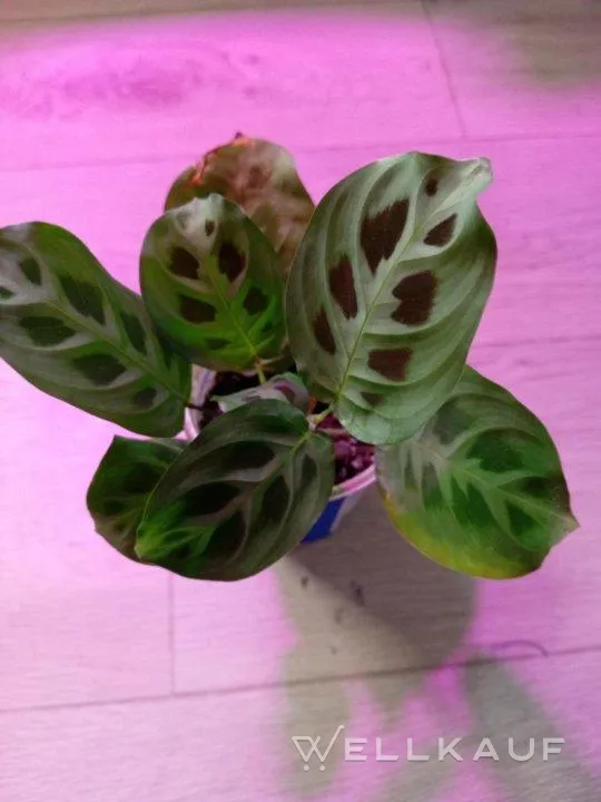 Maranta