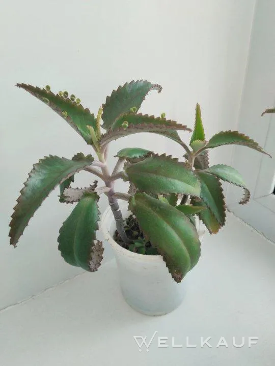 Kalanchoe