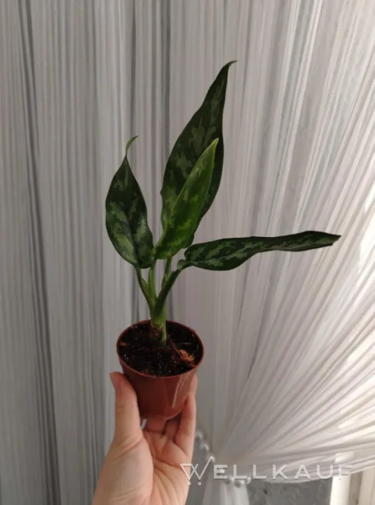 Aglaonema