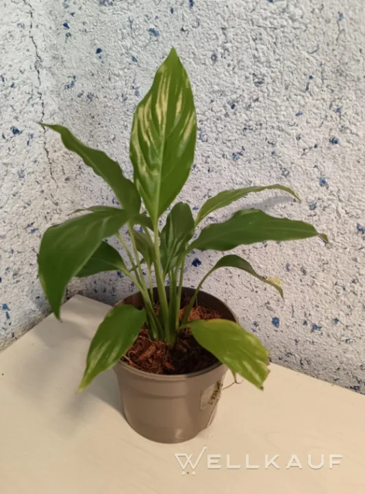 Spathiphyllum