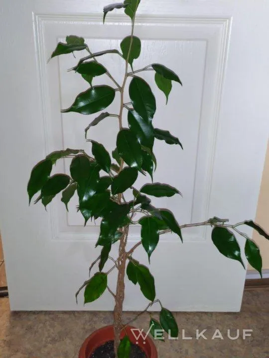 Ficus Benjamini.