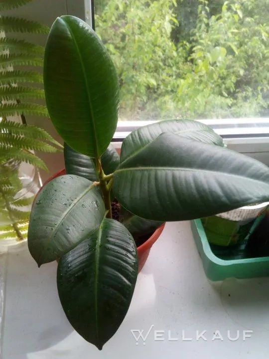 Ficus