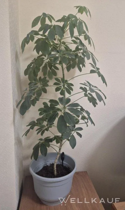 Zimmerpflanze Schefflera
