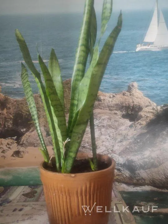 Sansevieria