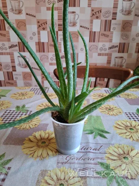 Aloe