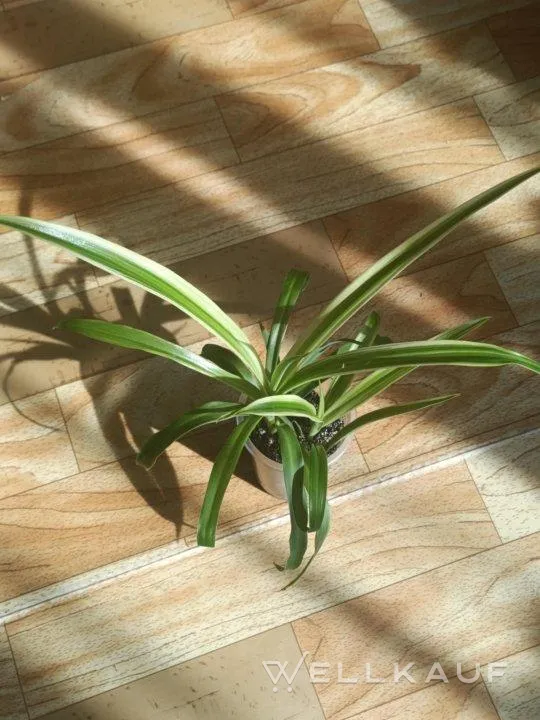 Chlorophytum