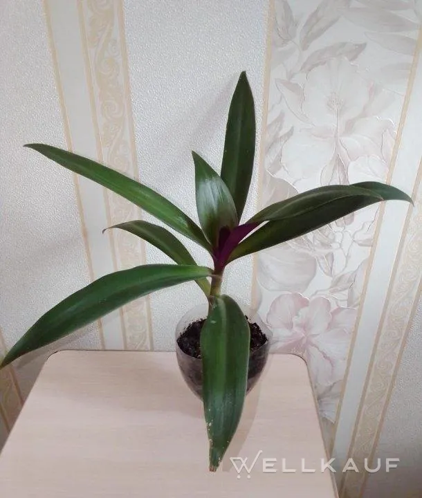 Tradescantia spathacea