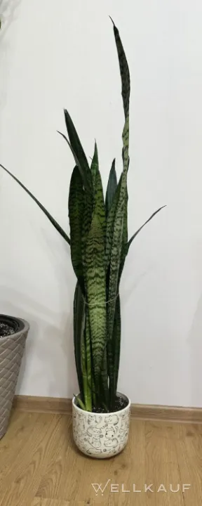 Sansevieria