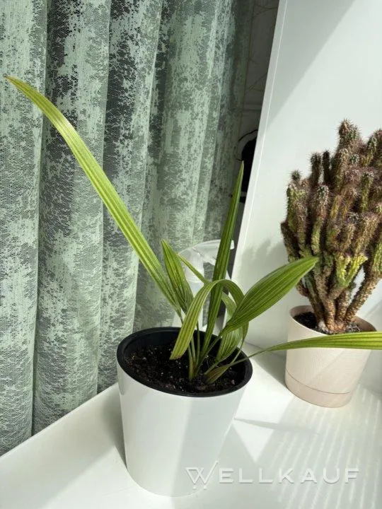 Kanarische Dattelpalme 